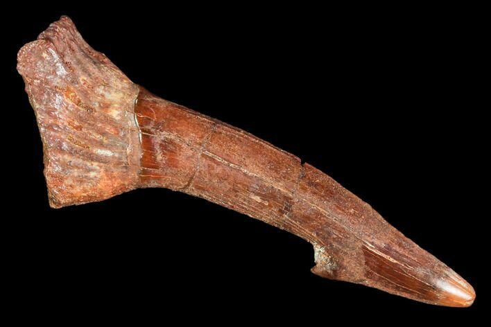 Fossil Sawfish (Onchopristis) Rostral Barb- Morocco #106462